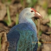 Grey-headed Swamphen ハイガシラセイケイ (インドの鳥その129) 