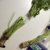 スーパーの野菜で節約 三つ葉を鉢に植えてみた