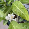 アジアな空間　その２０３４１　みかんの花が咲いている　の巻