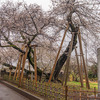 日本五大桜の一つ・石戸蒲桜ほか，北本市，桶川市の桜を見てきました【埼玉の桜】