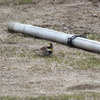 野外で初めて認識した鳥　ミヤマホオジロ