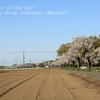 大木の桜並木・・