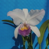 Cattleya    trianae f.coerulea  'Lucia#3'