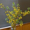 入門クラスはじめます