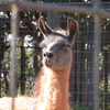 夢見ヶ崎動物公園