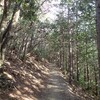 【ハイキング@雲取山②】七ツ石小屋まで、だらだら登りが続きます。