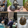5/12 Turtle Garage Meeting in NERIMA 参加者募集中