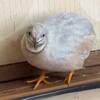 すごい冷え込み？ #ヒメウズラ