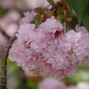 尾山神社「兼六園菊桜」