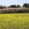 菜の花と躑躅の繚乱