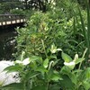 小池百合子と拉致問題