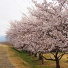 平成の桜