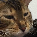 わさぎにエサをください。