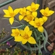チューリップ「クリサンサ」