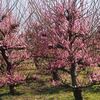 満開の梅花見物ポタリング