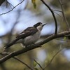 ハイイロモズガラス(Grey Butcherbird)