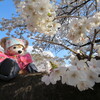 まんぼぅくん、光が丘公園の桜　その1