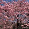 榛の森公園の河津桜