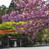 比叡山延暦寺の桜ほか・西塔