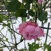 ＊雪に耐える植物、折れた植物たち