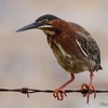 ベリーズ　道路側溝の Green Heron（グリーン　ヘロン）