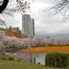 上野の桜、そして岩崎邸