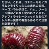 コオロギの他にカイガラ虫も食品に使われています