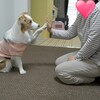 ベルとアルプス一万尺♪