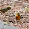 日本　2月3日の文殊の森公園の野鳥たち