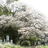 上曽の山桜・・