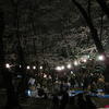 ２０１０年春・千葉公園夜桜♪（千葉市中央区弁天）