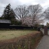 桜の花を見上げる平和な日常がある幸せに感謝！
