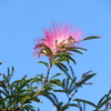 芭蕉の花  三句