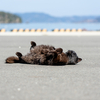 東北東部東離島のねこさん