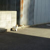 広島市街地の猫達他