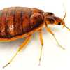 Learn What Are Bed Bugs and How to Get Rid of Bed Bugs