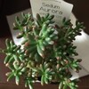 🌵多肉植物  増やせないオーロラ＆虹の玉🌈🌵