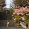 池上本門寺 女坂の寒桜が満開に！