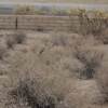 オジロレイヨウジリス(White-tailed Antelope Squirrel)