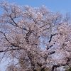 桜満開で花冷え、、、🤧