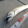 １月２日～年末の神戸空港の状況と初釣りでドラゴン降臨～