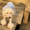 老犬ホームあん｜新人さん プリンス^^