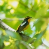 2023.05　M山探鳥・前編　キビタキ (Narcissus Flycatcher) ほか