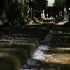 落花の中の王子神社