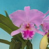 Cattleya labiata`Bruno LaviK'   