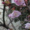 浦安で一足早く桜が咲いたよ♪♪