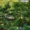 通天橋と紫陽花。