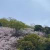 自宅裏の桜