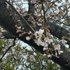 桜開花。