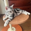 猫、母親を思い出して泣く